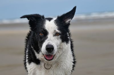 border collie, dog, beach, sea, close-up, sand, pet, black and white, fur, dog head, playing dog, open ocean, nature, outdoors, rainy, animal, dog fur, natural scenery, black and white fur, dog breed, fun, outdoor scene, large dog