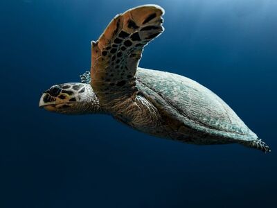 hawksbill turtle, sea turtle, underwater, diving, nature, ocean, turtle, water, photography, sea, amphibians, wildlife, underwater photography, disposition, slow motion, ecosystem, biodiversity, latitude, maturity, 145 million years