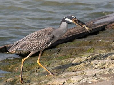 yellow-crowned night heron, bird, wildlife, crab, eating, nature, heron, ornithology, water, summer, rocky shore, prey, feeding, grey, yellow legs, birds on shore, marine life, hunting, natural ecosystem, bird beaks