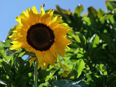 sunflower, bee, insects, nature, summer, flower, yellow, garden, natural light, outdoors, background, beautiful, ripening, growth, growing, organic, environment