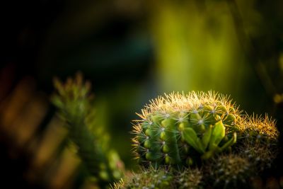 cactus, nature, spines, botany, potted, garden, macro, close-up, growth, natural light, natural beauty, contrast, green, outdoor, drought, photography, succulent, snap, sharp, detail