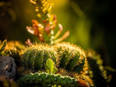 cactus, nature, plant, thorn, garden, cultivation, macro, detail, spiky, arid, light, green, desert, sun, drought-tolerant, spines, colors, natural light, botany, traditional, outdoor