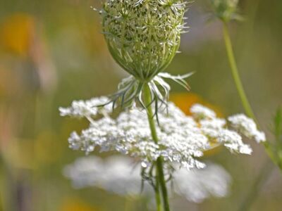 wild carrot, flower, nature, wildflower, background, summer, detail, macro, queen anne's lace, daucus carota, meadow, artistic, delicate, garden, flora, flower detail, seasonal, tall, natural design
