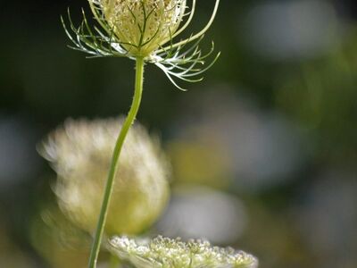 wild carrot, nature, wildflower, flower close-up, delicate, field, fresh, summer, beautiful, macro photography, inflorescence, backlight, garden, creamy color, plant, macro, artistic, green, blurry, bright