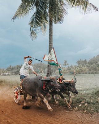 oxen, cart, man, jeans, palm tree, cart ride, beautiful decoration, countryside, nature, blue sky, traditional, race, adventure, agriculture, green meadow, holiday, skull, whip, travel