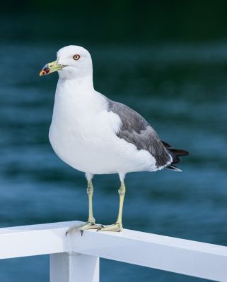 seagull, bird, wildlife, water, railing, feathers, seabirds, fly, nature, beak, coast, white bird, standing, large bird, natural history, ecosystem, prominent beak, stream, horizon, ornithology