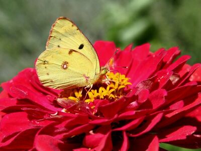butterfly, colias, zinnia, red flower, flower, yellow, nature, pollination, winged insect, spring, garden, macro, close-up, natural beauty, outdoors, simplicity, insect, color, environment