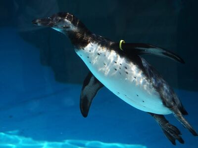 penguin, swimming, water, aquarium, diving, animal, underwater, summer, nature, see, life, bird, exhibit, day, intense blue, entertainment, natural, colorful, tourist, arrival