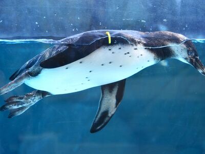 penguin, aquarium, summer, swimming, water animal, animal belly, marine, biology, nature, animal kingdom, nature and natural resources, climate change, natural environment, body structure, zoology, arctic, wildlife, ecosystem, favorite animal