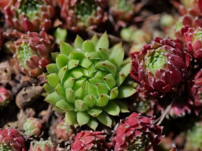 sempervivum, succulents, plant, garden, green, outdoors, nature, rosette, color contrast, summer, detail, natural texture, dry climate, gardening, small, decorative plant, alpine plant, water retention, small flowers, red leaves, botany