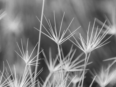 grass, plant, nature, black and white, delicate, abstract, thin, minimalism, fragile, shape, art, background, impressive, impression, harmonic, decorative, gentle, aesthetic, expressive
