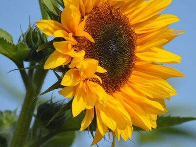 sunflower, summer, flower, blue sky, garden, yellow, bee, close-up, leaves, nature, blooming, background, iconic, colorful, cultivation, insect, wild, ecology, aesthetics