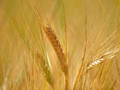 barley, grain, nature, agriculture, field, golden, harvest, ears of grain, summer, food, crop, golden fields, season, farming, corn, cultivation, abundance, texture, expanse, farm crop
