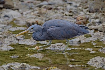heron, nature, bird, wildlife, wading bird, blue heron, rocks, water, beach, birdwatching, beak, fishing, wings, bay, gray, foraging, quiet, natural habitat, nature observation