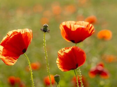 poppy, blooming, red, field, laptop wallpaper, beautiful flowers, landscape, flower, wallpaper 4k, sun, green, horizon, nature, flower background, natural, mac wallpaper, free background, windows wallpaper, free wallpaper, sunset, 4k wallpaper 1920x1080, rural, 4k wallpaper, relaxation, rest, wallpaper hd, summer, bright, cool backgrounds, background, full hd wallpaper, romantic, beautiful wallpaper, hd wallpaper, reddish, desktop backgrounds, floral background, flower wallpaper, aerial view
