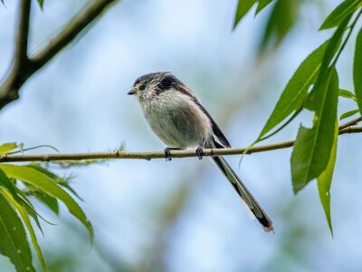 bird, nature, wildlife, ornithology, plumage, avian, beak, feathers, birdwatching, perched, long-tailed tit, branches, leaves, sitting bird, small bird, black and white, summertime, beauty of nature, green leaves, blue sky