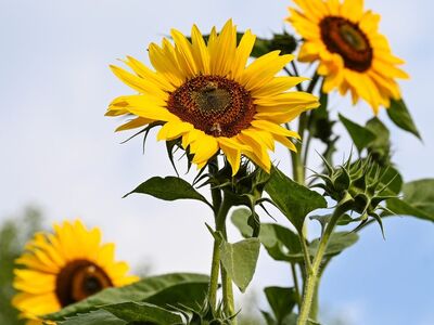 sunflower, nature, summer, yellow, blue sky, gardening, landscape, natural beauty, agriculture, botany, sunny weather, outdoor, growth, sunflower field, blooming, sunlight, flowering plant, ecology, tall plants, sun, orange