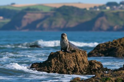 seal, rocky outcrop, ocean, water, waves, coastline, nature, wildlife, mammal, shore, beach, landscape, cliffs, tide, sunny, summer, wild, ecosystem, surf