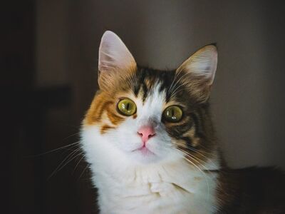 cat, animal, nature, mammal, cute, fur, adorable, gazing, eyes, friendship, pet, fluffy, curious, looking, domestic cat, photography, beautiful, technique, light, portrait
