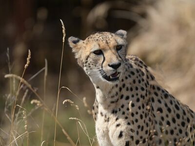 cheetah, animal, nature, wild, carnivore, mammal, pet, grass, fur, focused, cat, big cat, speed, natural habitat, fast, pattern, black, hot, landscape, desert, details