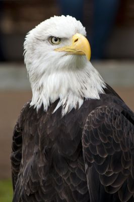 eagle, bird, wildlife, nature, bird of prey, feathers, mountain raptor, raptor, white head, sharp beak, vigilant, mountain bird, wild raptor, north america, open nature, wild animal, natural habitat, solitary