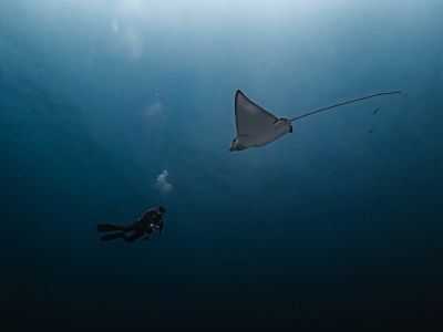 manta ray, diving, ocean, underwater photography, nature, marine life, diver, sea, gray-blue, freedom, bubbles, calm, egypt, depth, adventure, exotic, peaceful, travel, silhouette, safaga