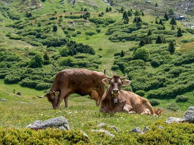 cows, pasture, mountains, summer, green, alps, beautiful landscape, nature, remote location, freedom, tranquility, feeding area, agriculture, birdsong, grassy landscape, rest, ecological, liberty, hiking
