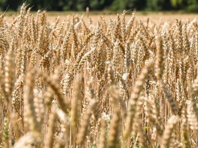 field, crop, grain, wheat, crop field, harvest, agriculture, nature, summer, countryside, farmland, arable land, blue sky, panorama, ecosystem, biome, cover, soil, ecological, agricultural landscape
