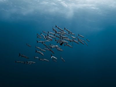 barracuda, school of fish, predatory fish, red sea, nature, underwater, diving, water, blue, close-up, underwater world, underwater photography, animal, ocean, deep sea, barracuda school, shadow, coral reef, movement, environment, clean