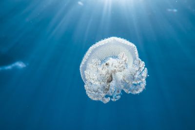 jellyfish, blue, diving, underwater, photography, rays, sea, crown jellyfish, marine biome, clear water, ocean, bioluminescence, winged algae, light, soft-bodied animals, nature, water world, quiet, depth, calm ocean