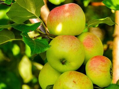 apples, fruit, fresh, organic, healthy, ripe, vitamins, tree, leaves, orchard, nature, agriculture, vegetation, red, yellow, sunny, closeup, plant, nutrition, juicy