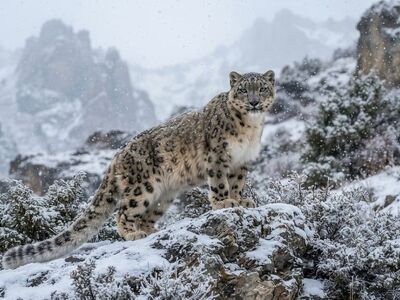 snow leopard, nature, wildlife, predator, animal, wild animal, mountains, winter, snow, rock, bushes, patterned fur, mist, environment, wildcat, love for cold, loner, elusive, cliff, camouflage pattern
