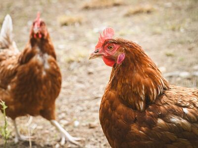 chicken, animal, farming, henhouse, free-range, red, white tail, rural, nature, walking, feather, brown shade, pet, beak, bird, leisure, age group, energetic, plant
