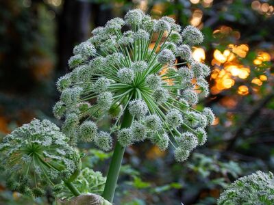 angelica, plant, nature, botany, flower, growth, inflorescence, fresh, green, background, ornament, natural, field, summer, wild, ecology, outdoor