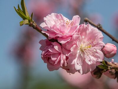 peach, flowers, spring, bloom, pink, petals, nature, branches, buds, gardens, fresh, seasonal, clear, blue sky, soft, beauty, romantic, flowering, fragrance, ornamental