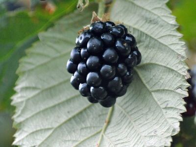 blackberry, fruit, leaf, nature, healthy, fresh, summer, vitamins, delicious, sweet, edible, agriculture, closeup, flavorful, farm product, black, image, garden