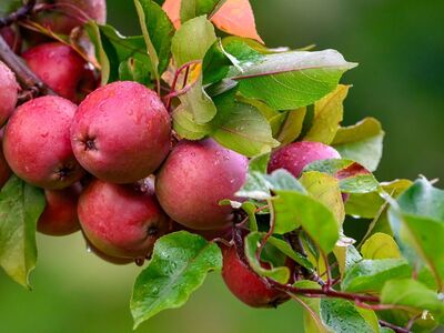 apple, fruit, red, leaf, nature, garden, moisture, drop, harvest, organic, fresh, raindrops, branch, ripe, apple tree, green, vitamin, healthy, agriculture, rural