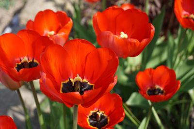 tulip, flower, red, nature, spring, botany, garden, fresh, outdoors, blooming, petal, park, beauty, stem, green, peaceful, vibrant, photography, colorful, decoration, breath