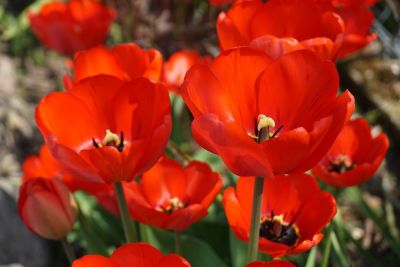 tulip, flower, nature, garden, red, spring, botany, petal, blooming, park, outdoor, flower bed, vibrant, variety, natural beauty, light, ornamental, summertime, countryside, harmony