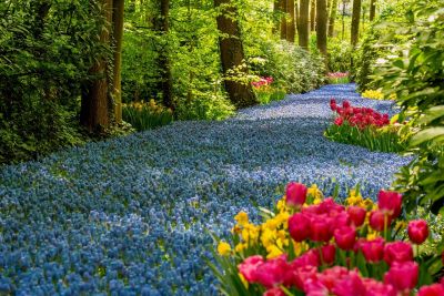 spring, tulips, hyacinths, colorful flowers, garden, forest, nature park, nature, blue, green trees, yellow flowers, tourist attraction, outdoors, blooming flowers, pathway, peaceful, holland, netherlands, decorative, romantic, tourism