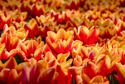 tulips, 4k wallpaper, field, free wallpaper, orange, red, yellow, spring, flower, hd wallpaper, flower wallpaper, blooming, beautiful, botany, flower background, nature, holland, wallpaper hd, full hd wallpaper, dense, floral background, bright, cool backgrounds, background, 4k wallpaper 1920x1080, beautiful flowers, mac wallpaper, wallpaper 4k, desktop backgrounds, windows wallpaper, free background, plant, beautiful wallpaper, garden, large, vibrant, decorative, laptop wallpaper, crop