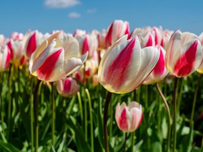 tulip, field, blooming, red, white, blue sky, flower background, netherlands, beautiful flowers, spring, flowers, horticulture, flower wallpaper, tourism, nature, park, clear day, landscape, surroundings, garden, decorative, romantic, escape, peaceful