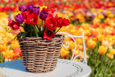 tulip, basket, wallpaper hd, 4k wallpaper, chair, full hd wallpaper, flower, free background, spring, mac wallpaper, blooming, garden table, desktop backgrounds, decoration, red, yellow, wallpaper 4k, free wallpaper, laptop wallpaper, flower wallpaper, purple, beautiful wallpaper, background, windows wallpaper, hd wallpaper, vase, outdoor, floral background, colorful, beautiful flowers, flower field, idyllic, 4k wallpaper 1920x1080, seating, flower background, cool backgrounds, nature, outdoor living, spring flowers