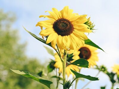sunflower, nature, summer, garden, blooming, plant, natural, sun, bright, outdoors, sunny, panorama, flowers, rural, clear, picture, yellow, air, leaf, structure