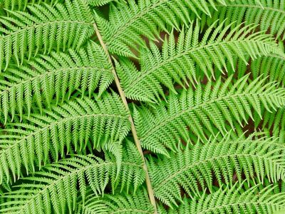 fern, leaves, green, nature, botany, leaf, fern plant, symmetry, detail, texture, garden, natural, outdoor, calm, expansion, biology, ecology, indoor plants, plant pattern