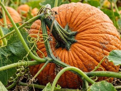 pumpkin, harvest, nature, vegetable, orange, produce, garden, organic, vines, growers, agriculture, soil, autumn, seasonal, farm, crops, tendrils, foliage, ground, hobby