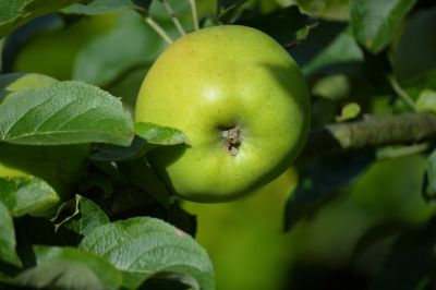 apple, fruit, green, leaves, branch, tree, garden, fresh, healthy, nature, summer, vitamin, juicy, organic, farming, straw, ripe, unripe, vitamin-rich, apple-like