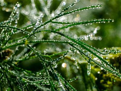 dew, nature, grass, morning, drops, macro, green, meadow, water, mist, sunrise, lighting, fresh, outdoor, calm, clear, scenery, beauty, details, texture, natural beauty, morning peace
