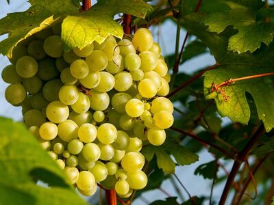 grapes, fruit, healthy, agriculture, vitamins, ripe, nature, fresh, vine, viticulture, fall, horticulture, ripeness, juicy, healthy eating, leaves, cultivation, environment, farming