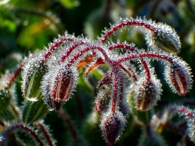 morning dew, plant, macro photography, water droplets, meadow flowers, green color, plant texture, light and shadow, highly detailed, nature, morning, dew droplets on leaves, shallow depth of field, colors of nature, flower, rural setting, detailed nature, pink color, borage, summer theme